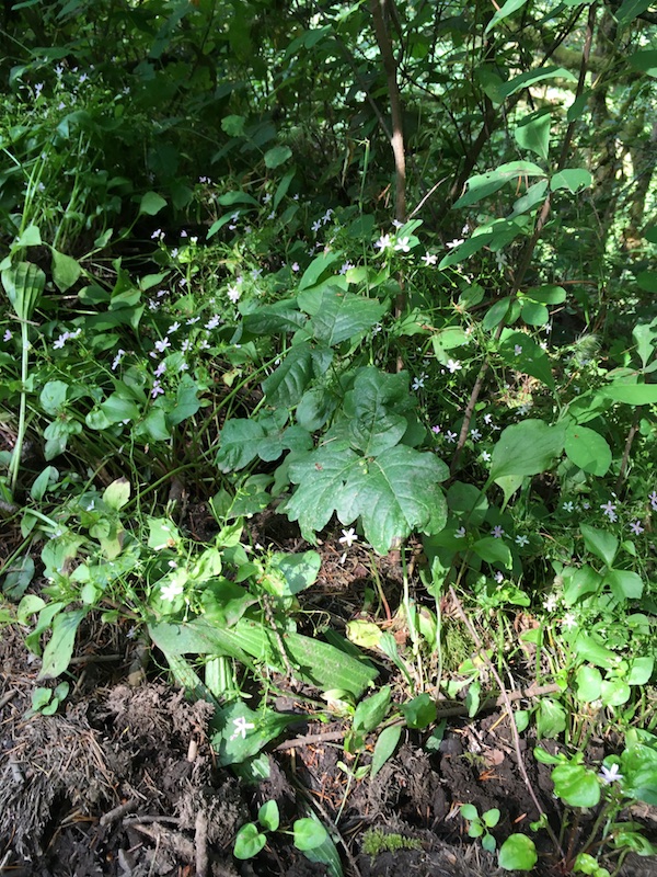 seasons poison oak
