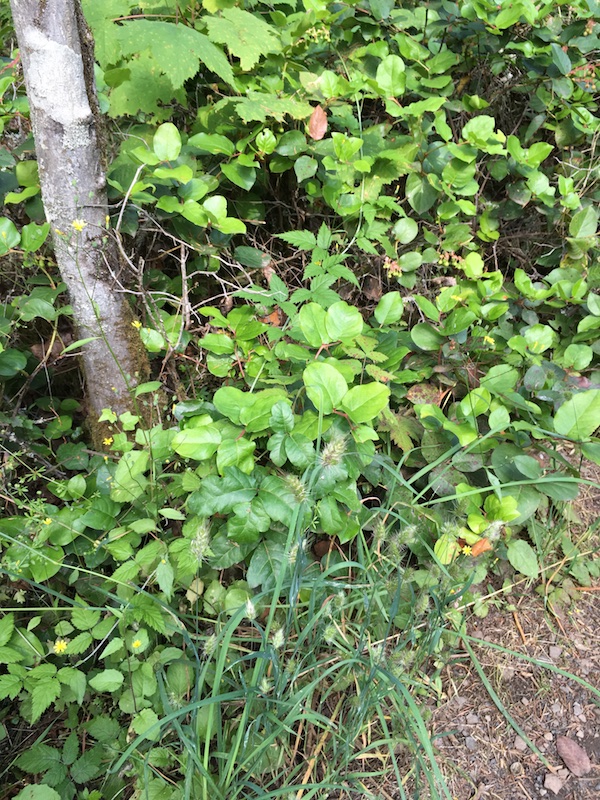 mimicry