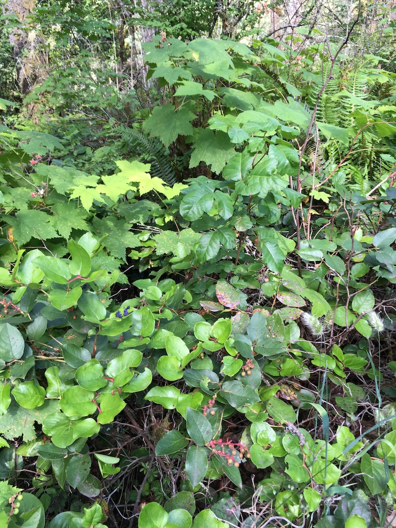 seasons poison oak