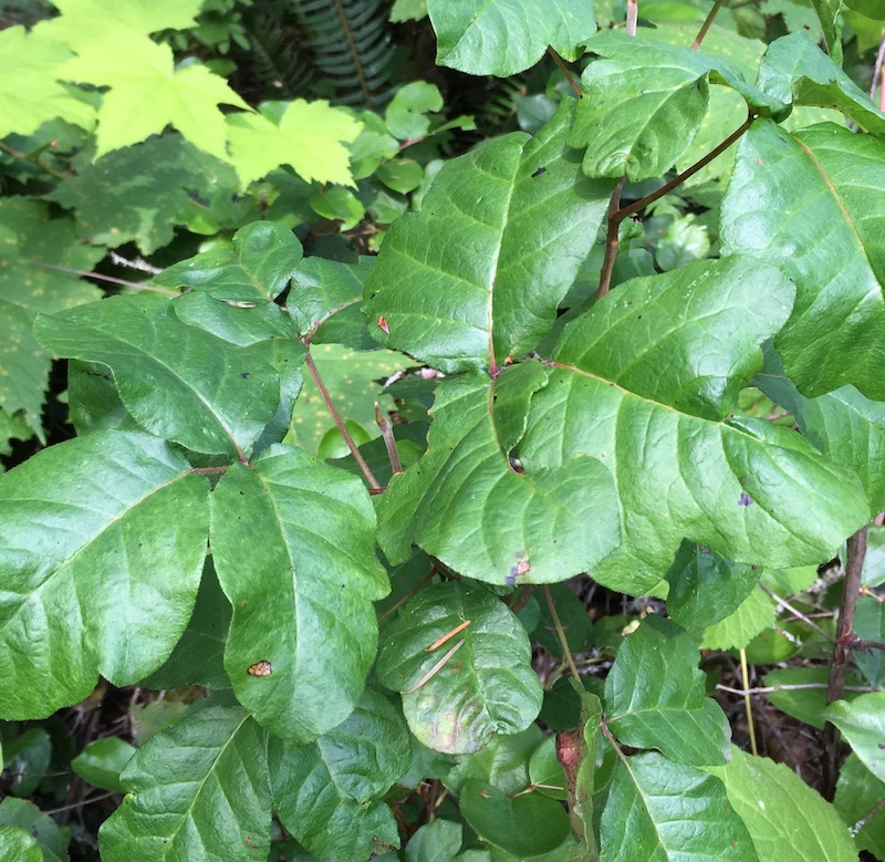 seasons poison oak